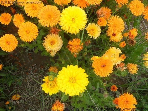 <a href='http://www.njszjj.com/caohuazhongzi/1070.html' target='_blank'>黃金菊種子</a>發(fā)芽出苗開花圖片
