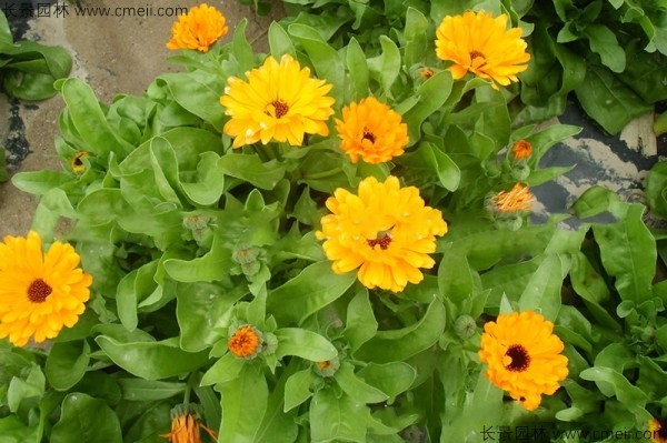 黃金菊<a href='http://www.njszjj.com/' target='_blank'>種子</a>發(fā)芽出苗開花圖片