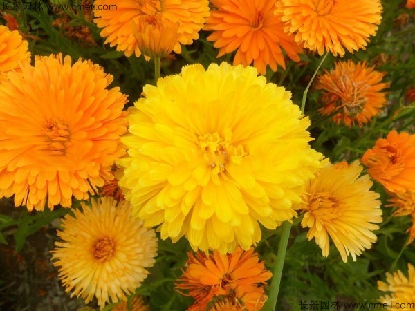 <a href='http://www.njszjj.com/caohuazhongzi/1070.html' target='_blank'>黃金菊</a><a href='http://www.njszjj.com/' target='_blank'>種子</a>發(fā)芽出苗開花圖片