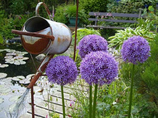 <a href='http://www.njszjj.com/caohuazhongzi/1039.html' target='_blank'>大花蔥種子</a>發(fā)芽出苗開花圖片