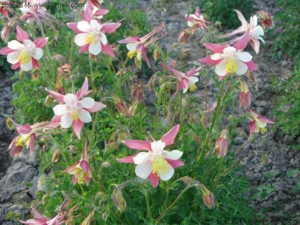 <a href='http://www.njszjj.com/caohuazhongzi/1036.html' target='_blank'>大花耬斗菜種子</a>發(fā)芽出苗開花圖片