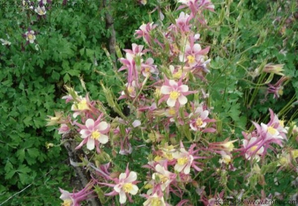 大花<a href='http://www.njszjj.com/caohuazhongzi/1586.html' target='_blank'>耬斗菜種子</a>發(fā)芽出苗開花圖片