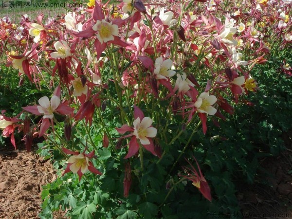 <a href='http://www.njszjj.com/caohuazhongzi/1036.html' target='_blank'>大花耬斗菜</a>種子發(fā)芽出苗開花圖片