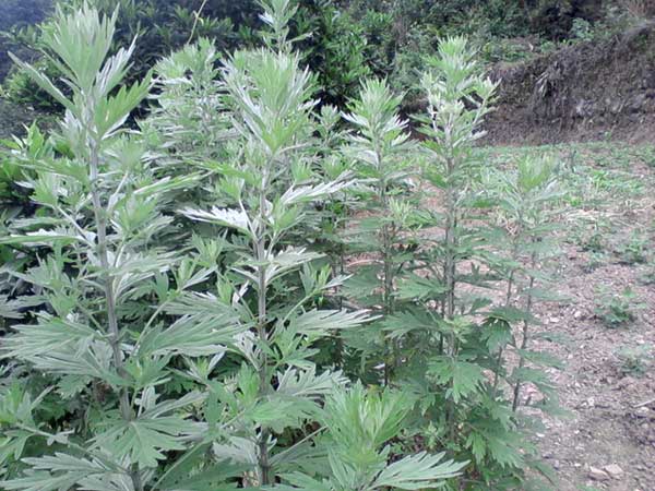 艾草<a href='http://www.njszjj.com/' target='_blank'>種子</a>發(fā)芽出苗圖片