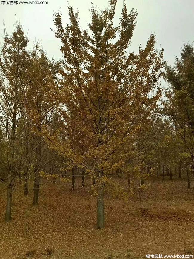 <a href='http://www.njszjj.com/linmuzhongzi/1778.html' target='_blank'>銀杏</a>樹圖片種植基地