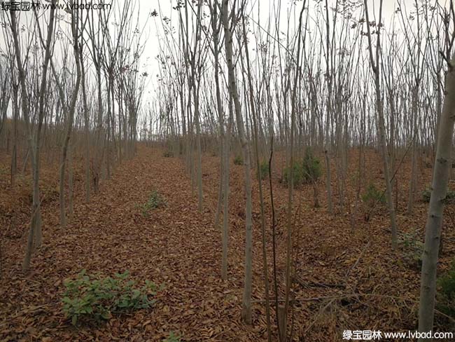 江蘇沭陽<a href='http://www.njszjj.com/linmuzhongzi/1745.html' target='_blank'>黃山欒樹</a>種植基地