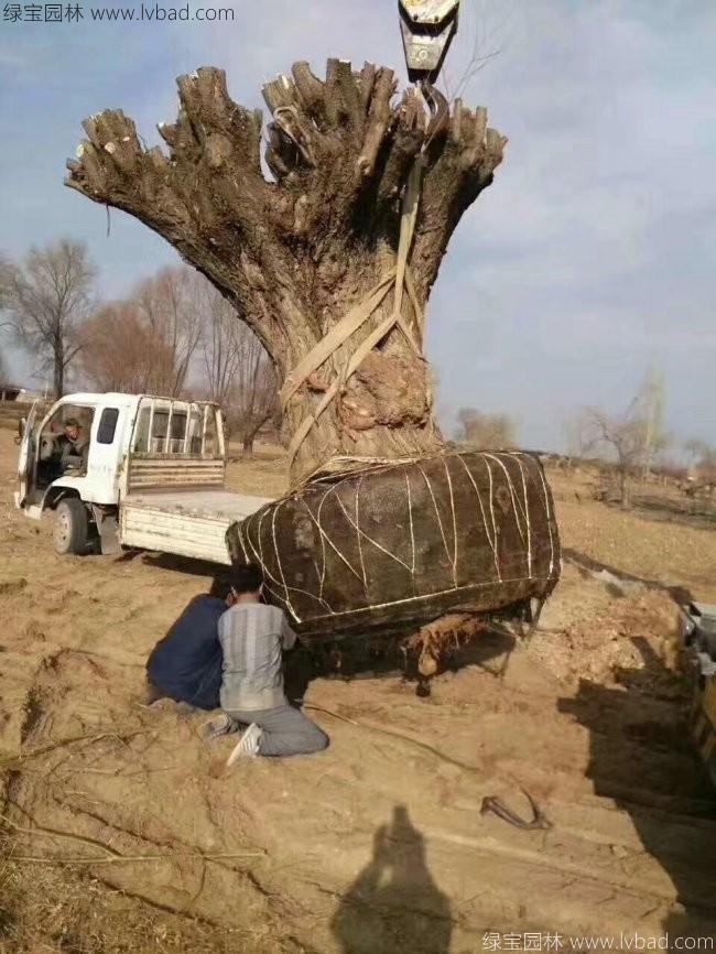 柳樹(shù)圖片苗圃種植基地