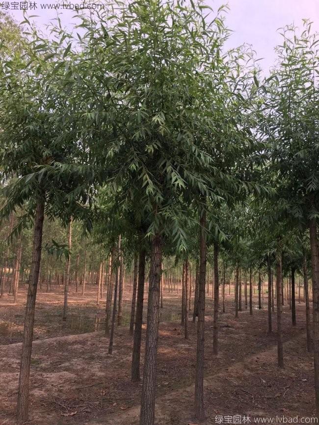 柳樹(shù)圖片苗圃種植基地