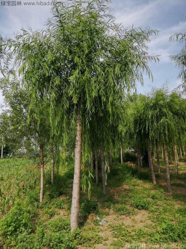 柳樹(shù)圖片苗圃種植基地