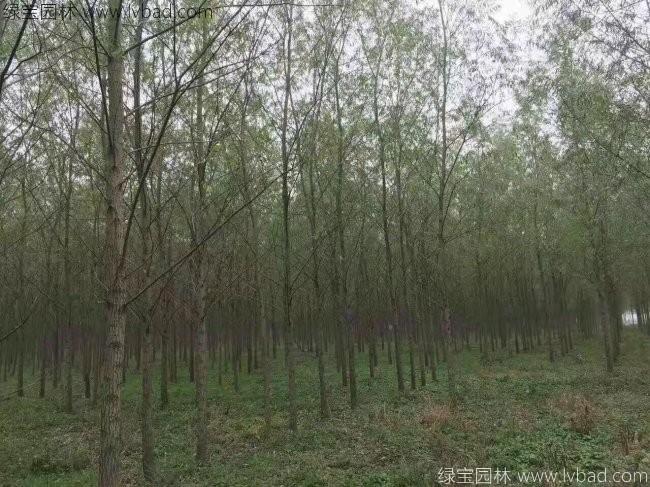 柳樹(shù)圖片苗圃種植基地