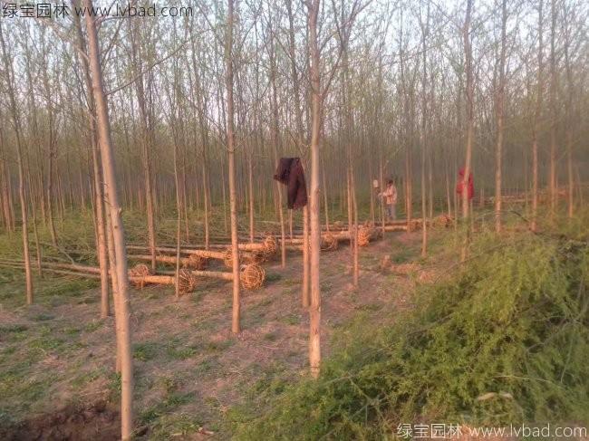柳樹(shù)圖片苗圃種植基地