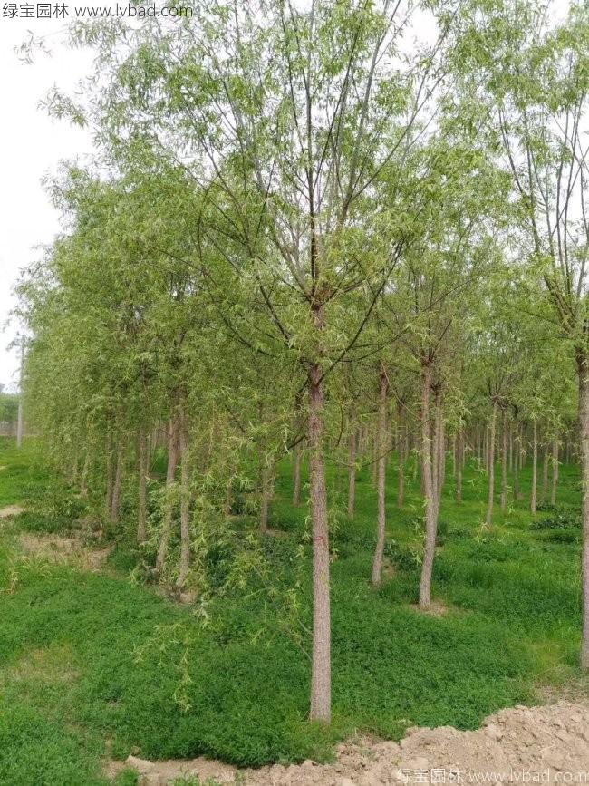 柳樹(shù)圖片苗圃種植基地