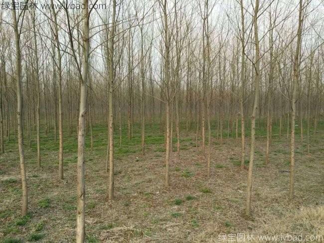 柳樹(shù)圖片苗圃種植基地
