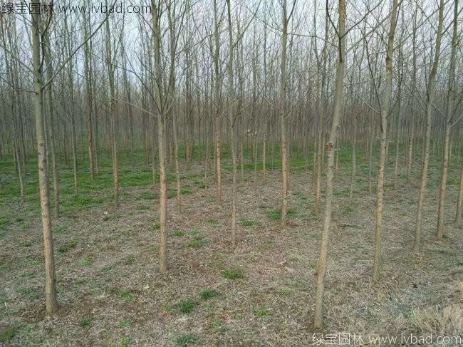 柳樹(shù)圖片苗圃種植基地
