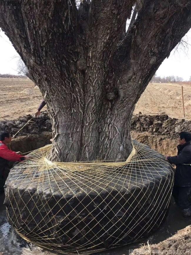 柳樹(shù)圖片苗圃種植基地