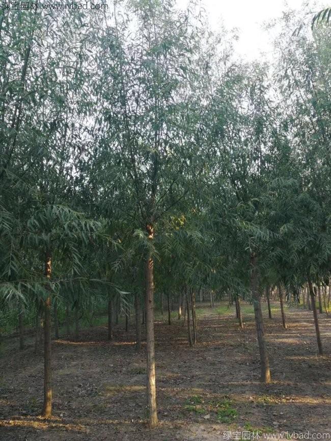 柳樹(shù)圖片苗圃種植基地
