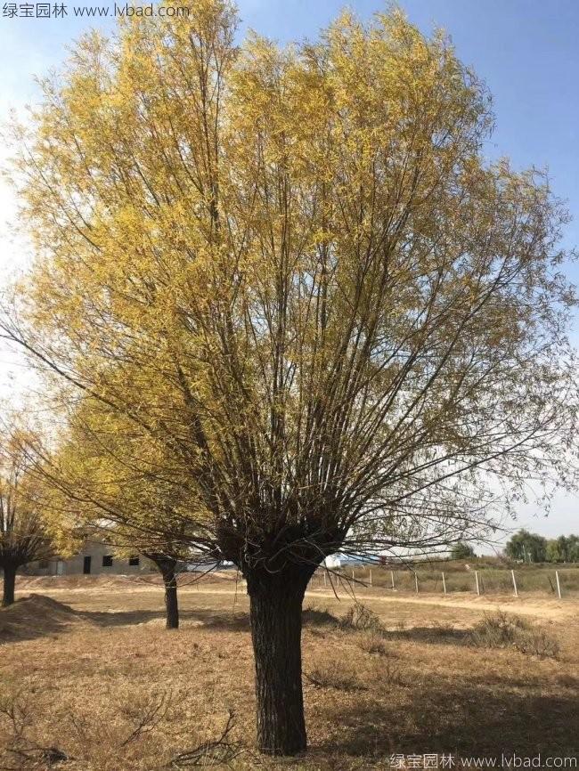 柳樹(shù)圖片苗圃種植基地