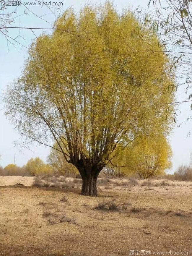 柳樹(shù)圖片苗圃種植基地