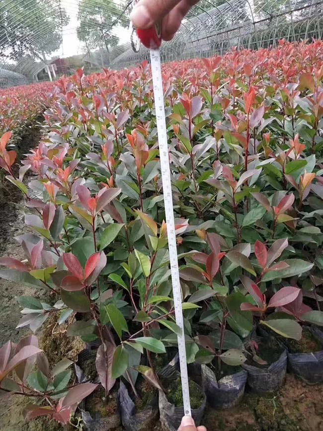 <a href='http://www.njszjj.com/linmuzhongzi/1747.html' target='_blank'>紅葉石楠</a>苗