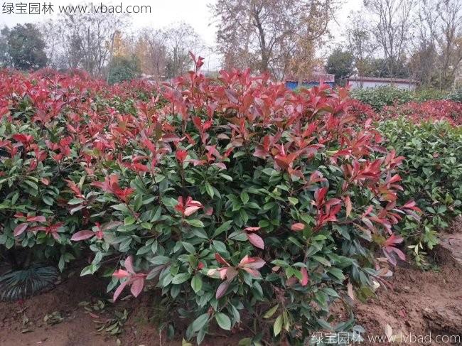 <a href='http://www.njszjj.com/linmuzhongzi/1747.html' target='_blank'>紅葉石楠</a>球