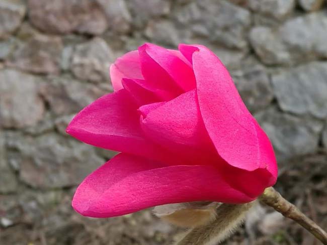 <a href='http://www.njszjj.com/xingdaoshu/3378.html' target='_blank'>紅玉蘭</a>苗木