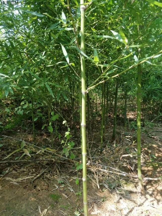 <a href='http://www.njszjj.com/zhumiaozhuzi/3459.html' target='_blank'>翠竹</a>