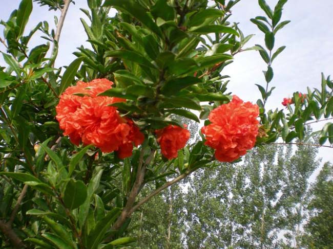 <a href='http://www.njszjj.com/dibeiguanmu/3601.html' target='_blank'>花石榴</a>