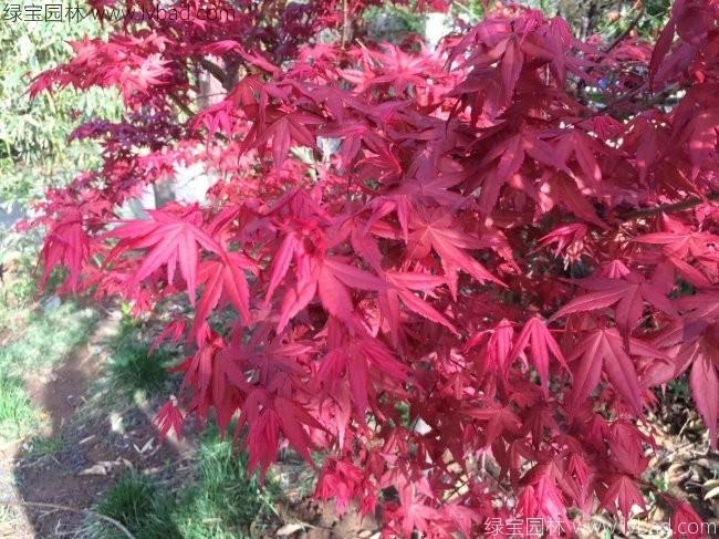 <a href='http://www.njszjj.com/linmuzhongzi/1726.html' target='_blank'>日本紅楓</a>