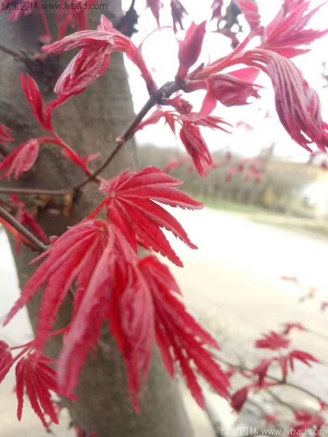 日本<a href='http://www.njszjj.com/linmuzhongzi/1706.html' target='_blank'>紅楓</a>