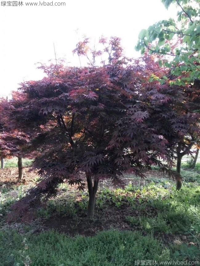 中國(guó)紅楓