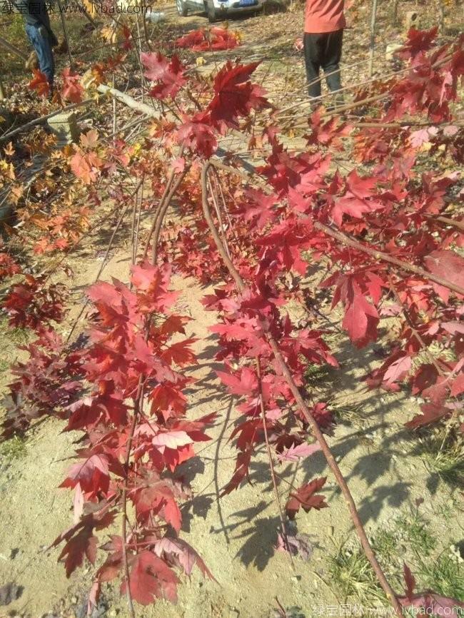 美國<a href='http://www.njszjj.com/linmuzhongzi/1706.html' target='_blank'>紅楓</a>