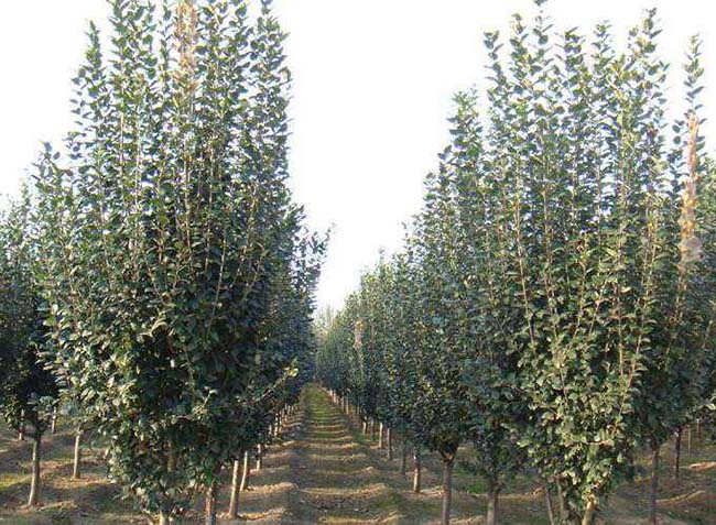 <a href='http://www.njszjj.com/xiaoqiaomu/3555.html' target='_blank'>西府海棠</a>樹(shù)葉