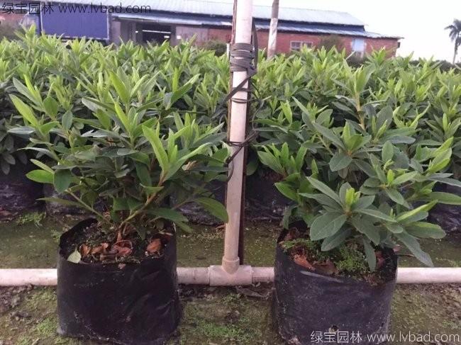 <a href='http://www.njszjj.com/dibeiguanmu/3523.html' target='_blank'>毛鵑</a>球