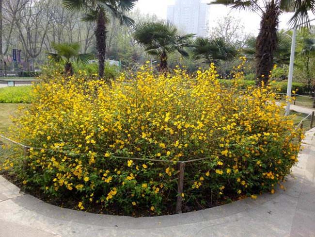<a href='http://www.njszjj.com/dibeiguanmu/3431.html' target='_blank'>棣棠</a>球