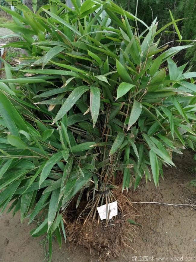 <a href='http://www.njszjj.com/zhumiaozhuzi/3450.html' target='_blank'>箬竹</a>