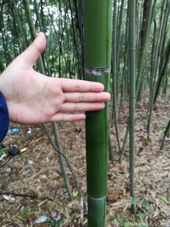 <a href='http://www.njszjj.com/linmuzhongzi/2256.html' target='_blank'>楠竹</a>
