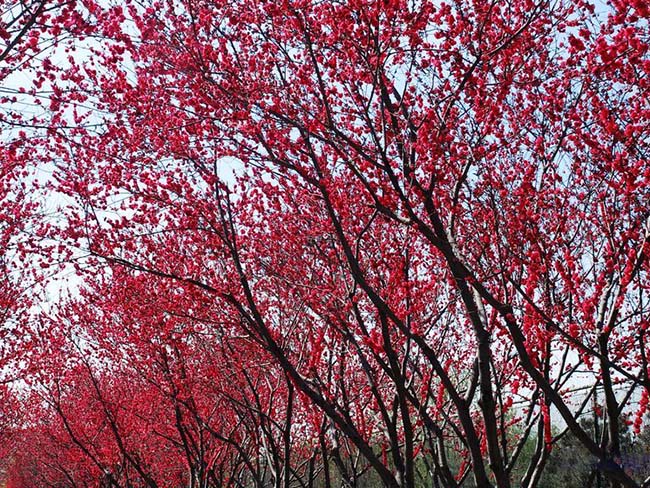 <a href='http://www.njszjj.com/yaocaizhongzi/2335.html' target='_blank'>紅花</a><a href='http://www.njszjj.com/xiaoqiaomu/3537.html' target='_blank'>碧桃</a>