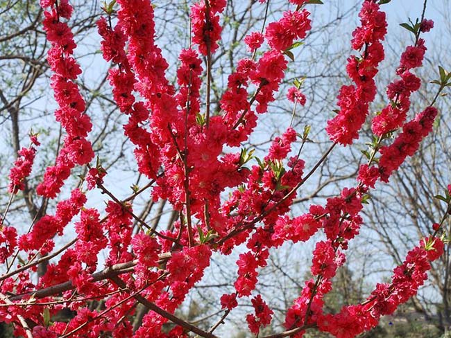 <a href='http://www.njszjj.com/yaocaizhongzi/2335.html' target='_blank'>紅花</a><a href='http://www.njszjj.com/xiaoqiaomu/3537.html' target='_blank'>碧桃</a>