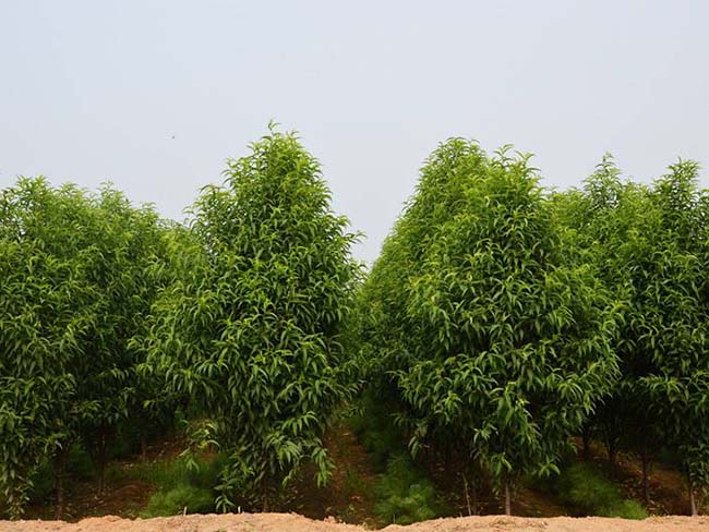 龍柱<a href='http://www.njszjj.com/xiaoqiaomu/3537.html' target='_blank'>碧桃</a>