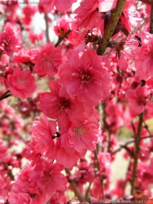 <a href='http://www.njszjj.com/xiaoqiaomu/3554.html' target='_blank'>龍柱碧桃</a>