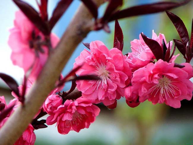 紅葉<a href='http://www.njszjj.com/xiaoqiaomu/3537.html' target='_blank'>碧桃</a>