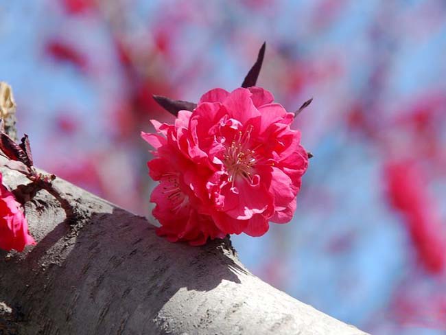 <a href='http://www.njszjj.com/xiaoqiaomu/3533.html' target='_blank'>紅葉碧桃</a>