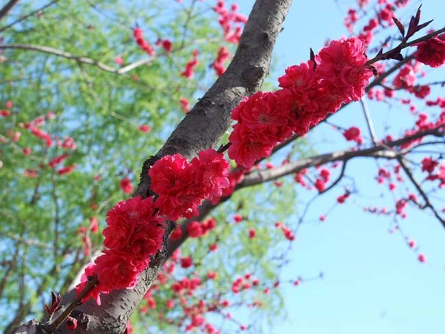 紅葉<a href='http://www.njszjj.com/xiaoqiaomu/3537.html' target='_blank'>碧桃</a>