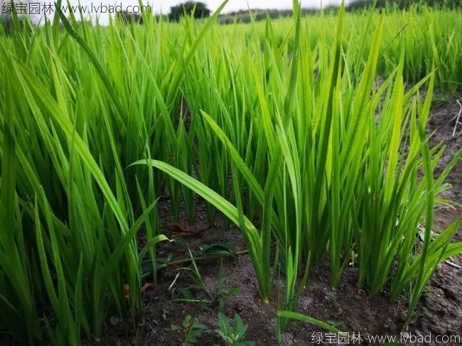 水<a href='http://www.njszjj.com/caohuazhongzi/1029.html' target='_blank'>菖蒲</a>