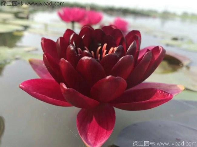 <a href='http://www.njszjj.com/shuishengshuicao/3439.html' target='_blank'>荷花種苗</a>