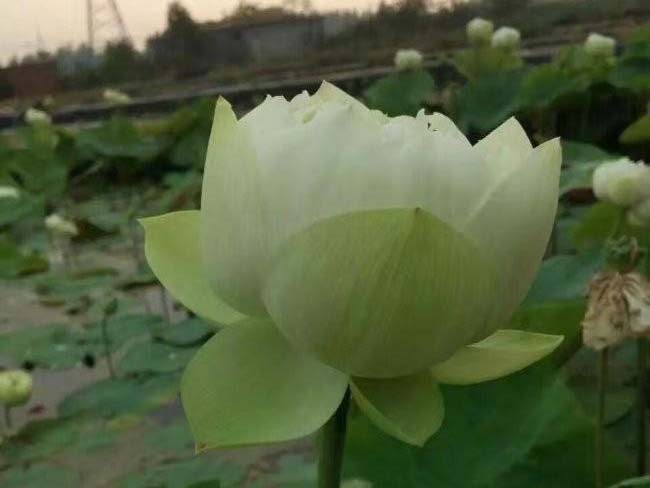 <a href='http://www.njszjj.com/shuishengshuicao/5941.html' target='_blank'>蓮藕苗</a>