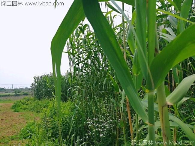 <a href='http://www.njszjj.com/shuicaozhongzi/1587.html' target='_blank'>蘆葦</a>