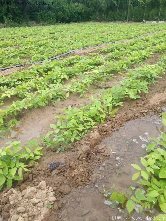 <a href='http://www.njszjj.com/linmuzhongzi/1806.html' target='_blank'>紫藤</a>花 紫藤花