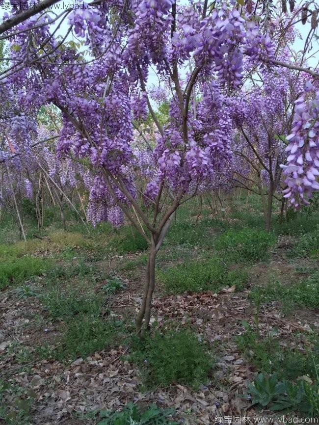 <a href='http://www.njszjj.com/tengbenpanyuanzhiwu/3418.html' target='_blank'>紫藤花</a> <a href='http://www.njszjj.com/tengbenpanyuanzhiwu/3418.html' target='_blank'>紫藤花</a>