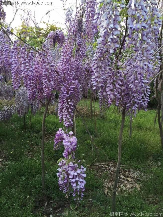 <a href='http://www.njszjj.com/tengbenpanyuanzhiwu/3418.html' target='_blank'>紫藤花</a> <a href='http://www.njszjj.com/tengbenpanyuanzhiwu/3418.html' target='_blank'>紫藤花</a>